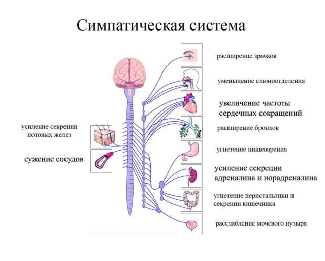 Это работа симпатической нервной системы при стрессе. Кратковременно это помогает мобилизоваться. Длительно - негативно влияет на здоровье.