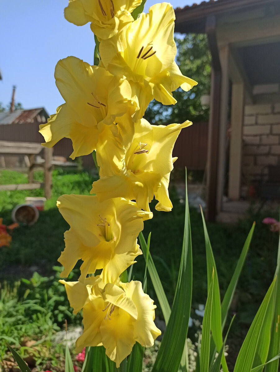 Гладиолус Lemon drops, июль