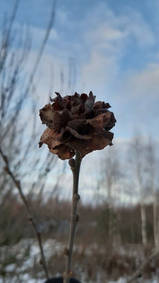 ну чем не роза?