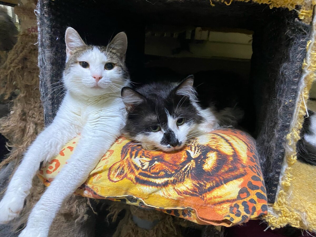 Рябинка и Зорро