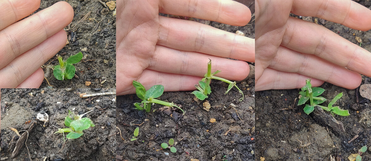 Съеденный горошек