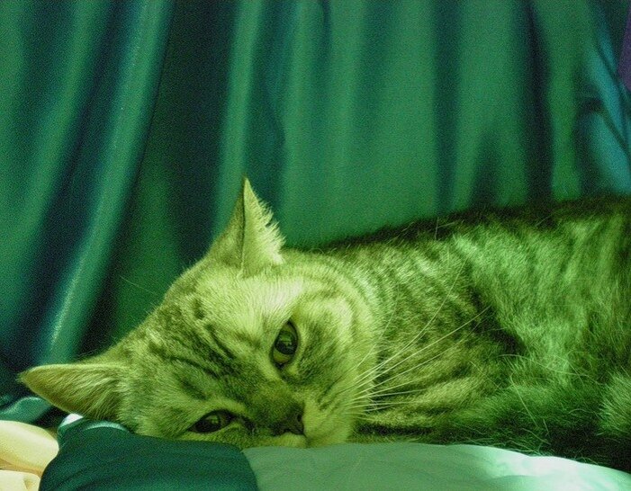 котик в тоске (фото из открытых источников)