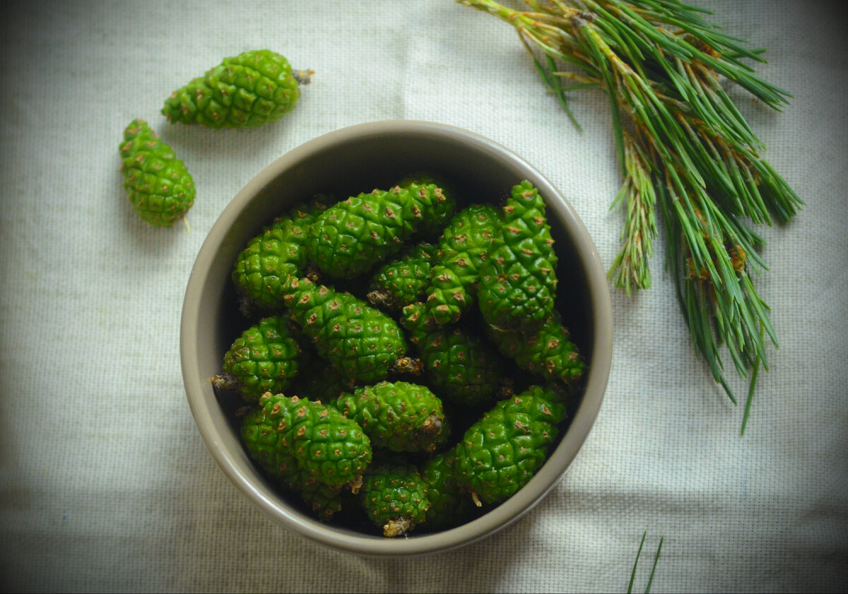 Варенье из сосновых зеленых шишек рецепты с фото