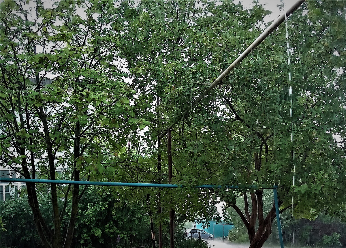 Деревья под дождем. Фото автора канала.