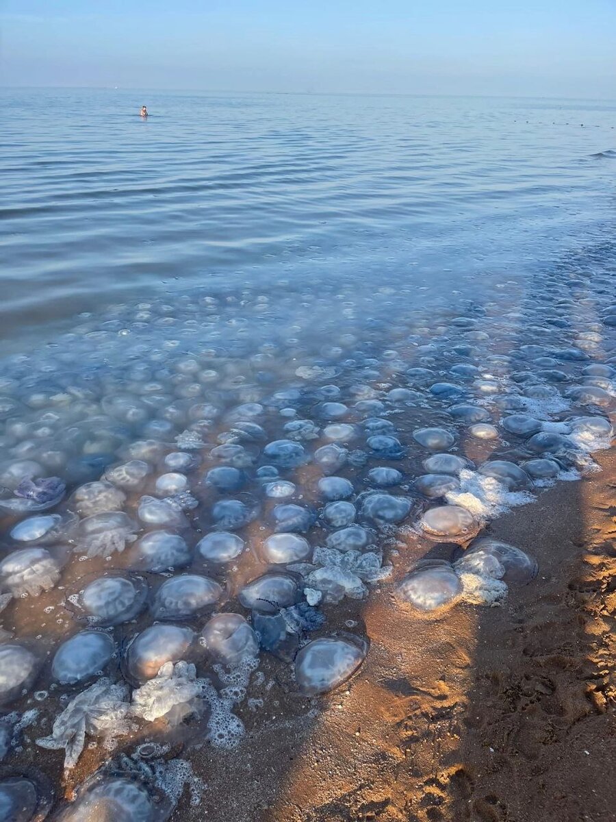 Нашествие медуз в Азовском море 2022