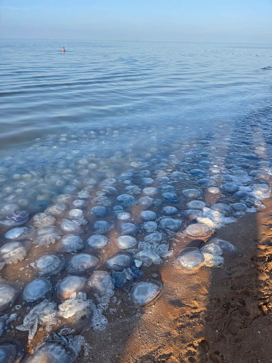 Медузы в азовском море