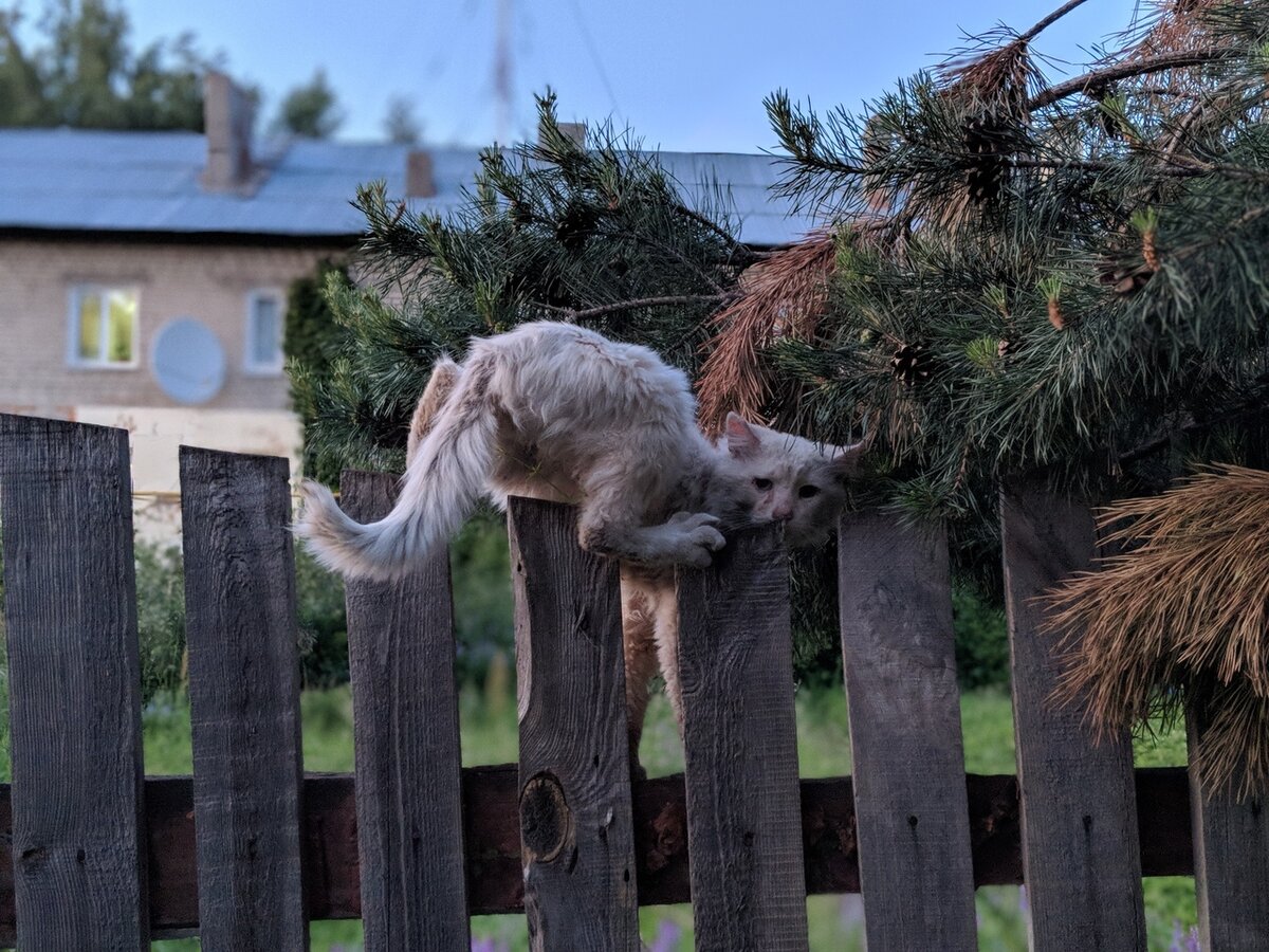 Котик испытывает стресс...