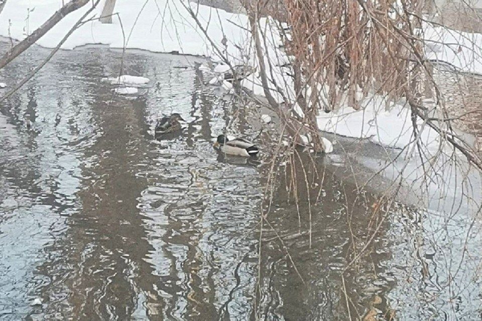     Новосибирцы переживают за уточку с селезнем, оставшихся на замерзающей речке. Фото: "АСТ-54".