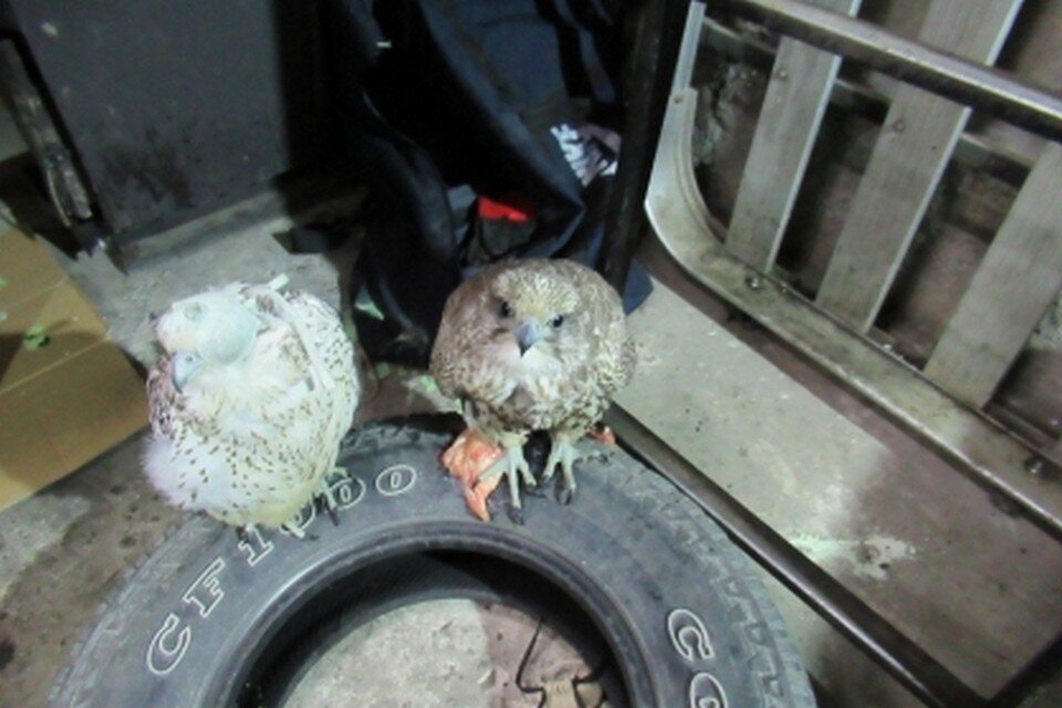     Выжившим птицам потребовалась помощь специалистов.  СУ СК России по Камчатскому краю