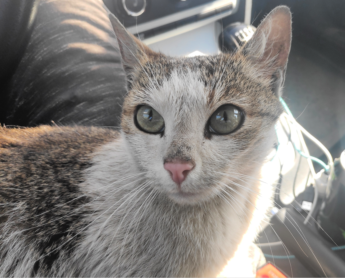 Даже подвальные кошки не бывают настолько грязными. Они умудряются поддерживать свою чистоту в антисанитарных условиях проживания. Без этого у кошки появится запах, с ним, в случае голода, кошка не сможет охотиться и кормить себя и потомство. Поэтому нам не часто доводиться видеть сильно пропитанное грязью животное. 