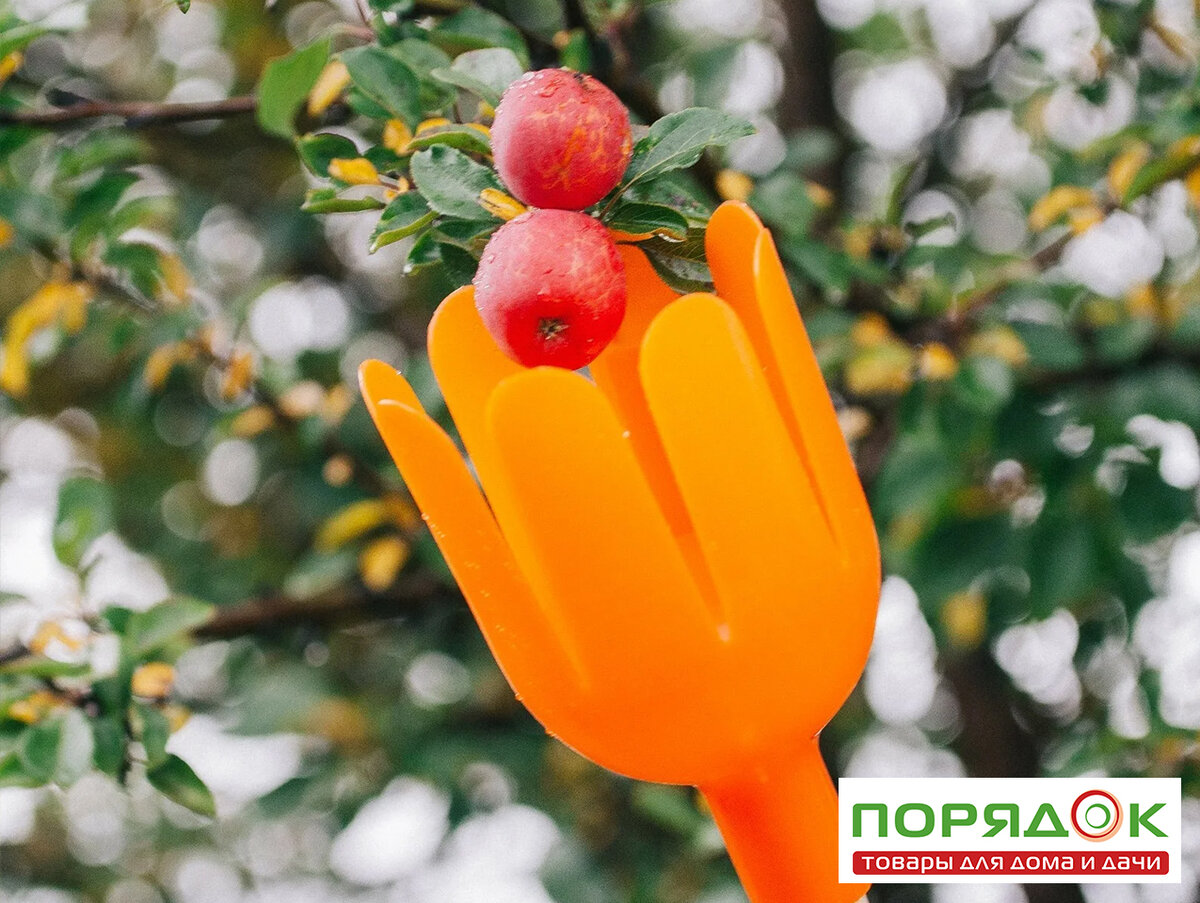 Чтобы не повредить плоды перех хранением снимайте их плодосъёмником  ➡➡