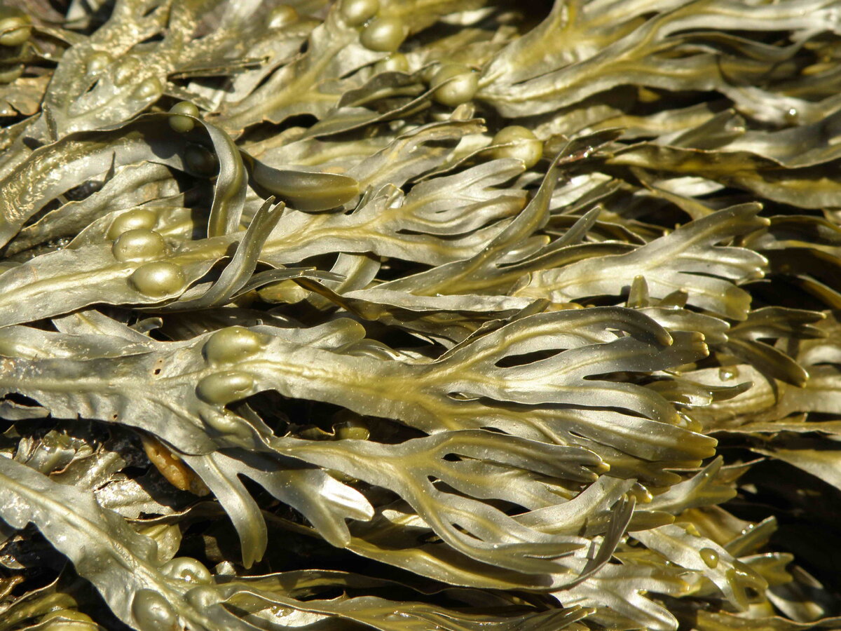 Бурые водоросли (Phaeophyceae). Фото: Мурманский морской биологический институт РАН