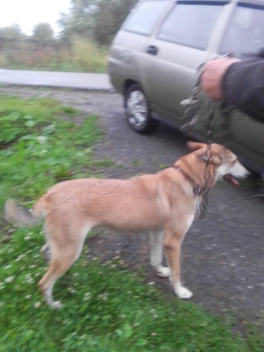 Фото автора. Моя собака.