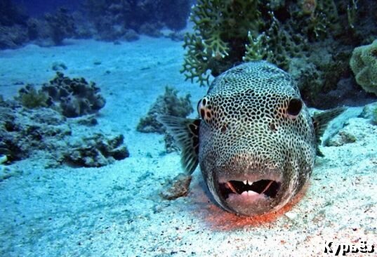  Рыба фугу (Ист. изобр. https://pxhere.com/)