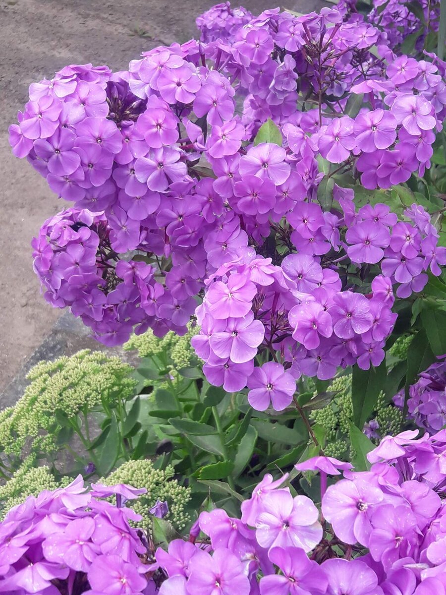 Какой у них аромат только и очень красивый цвет.