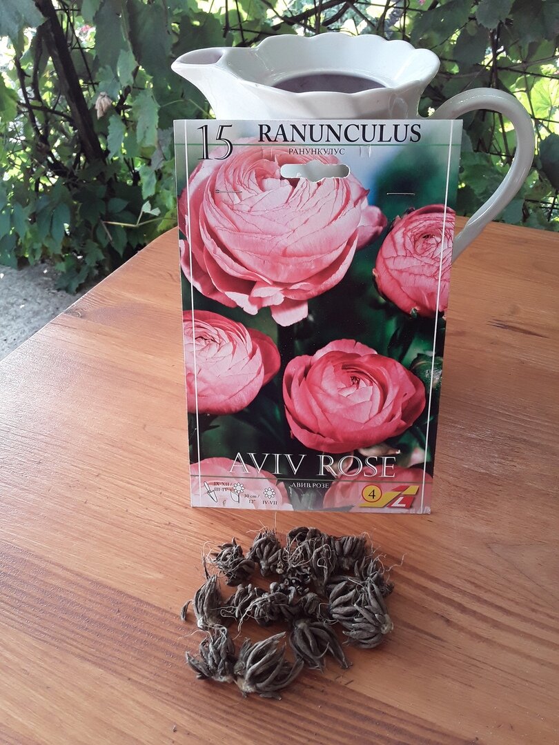 Ранункулюс, сорт Aviv Rose