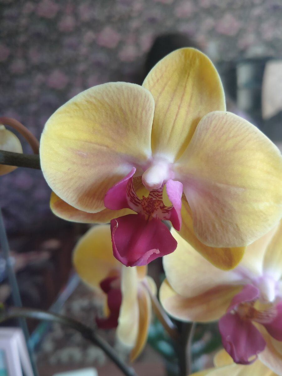 Моя красота 🥰 Beauty-красота/хозяйка ещё та