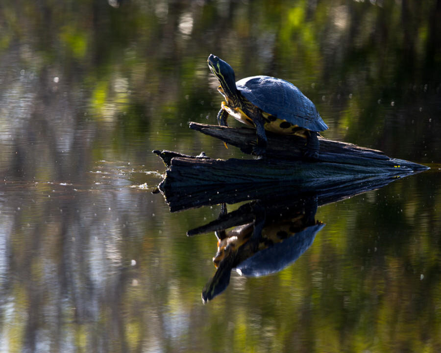 Болотная 20. Болотная черепаха Мюленберга. Болота Северной Каролины. Великое мрачное болото.
