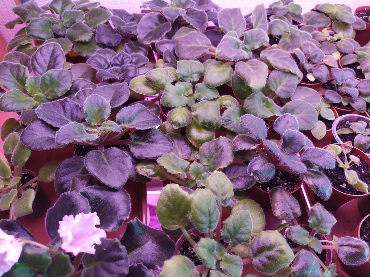 Сеянцы сорта 'ЛиК-Степной Ветерок'