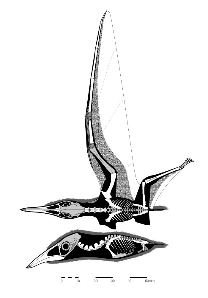 Реконструкция скелета.