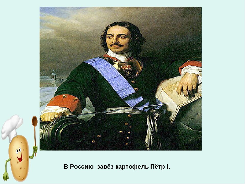 Откуда завезли. Петр 1 и картофель. Император Петр 1 картофель. Петр 1 завез картофель. Петр 1 завез картофель в Россию.