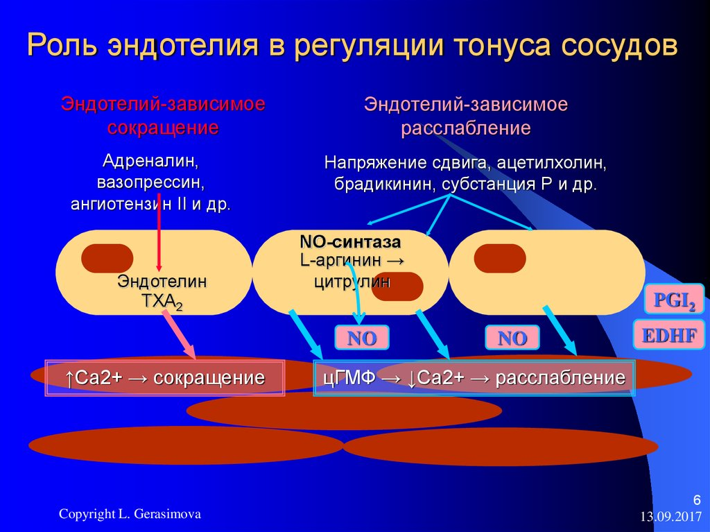 Как действует на сосуды. Тонус сосудов регуляция эндотелия. Местные механизмы регуляции тонуса сосудов. Оксид азота в регуляции сосудистого тонуса. Схема регуляции вазомоторной функции эндотелия.