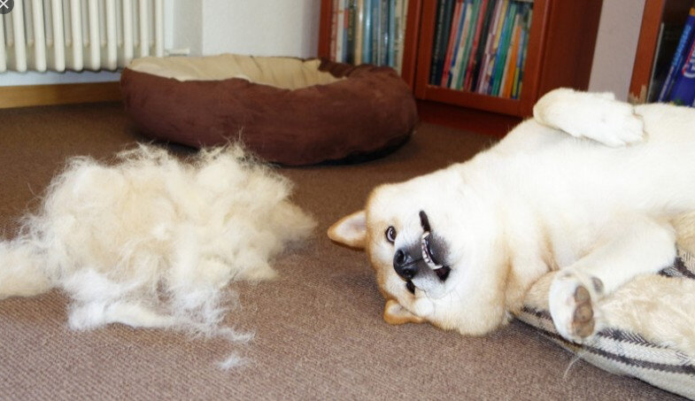 мой Батон был удивлён !!