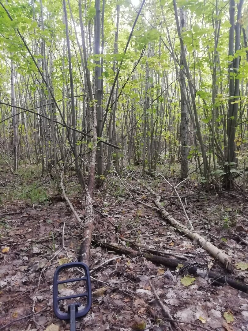 Красоты летнего леса