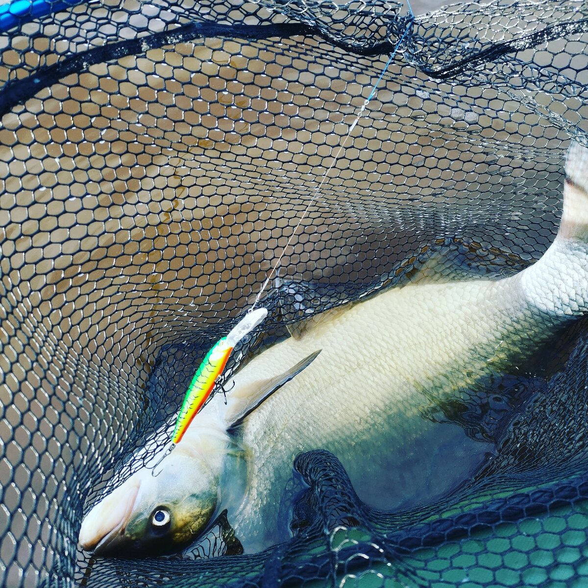 Мой первый жерех