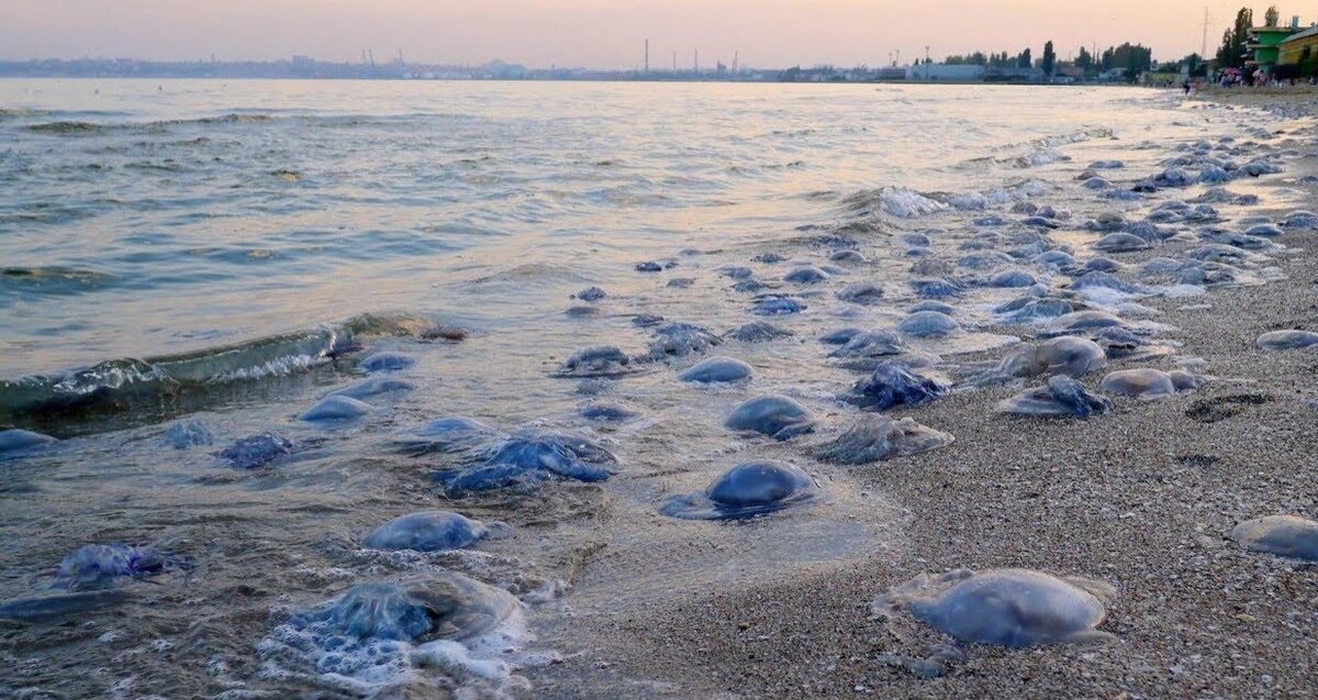 Медузы в черном море в анапе