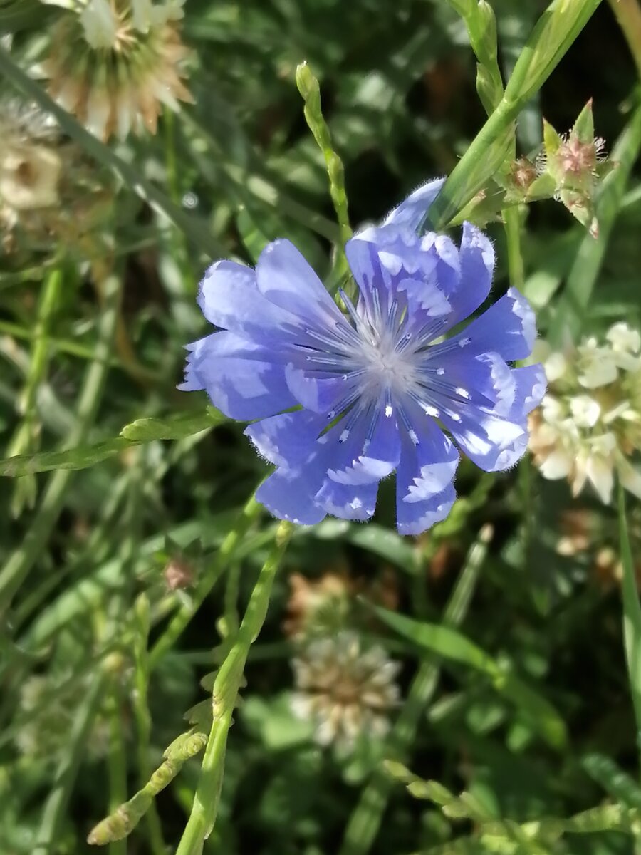В этой корзинке больше двадцати простых цветков. Хорошо видны зубчики венчика. Фото автора.