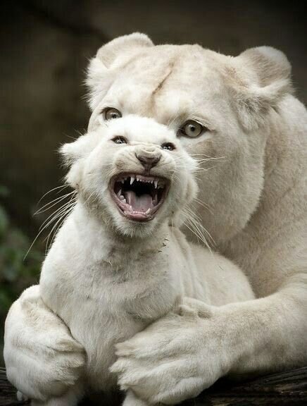 Картинка с интернета. Нашла в поиске.