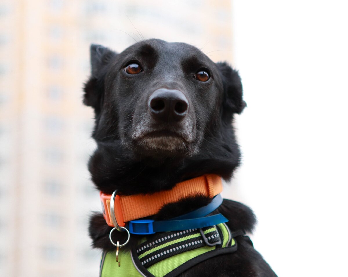 Банда Дворян. Гамлет кажется высокомерным псом:)