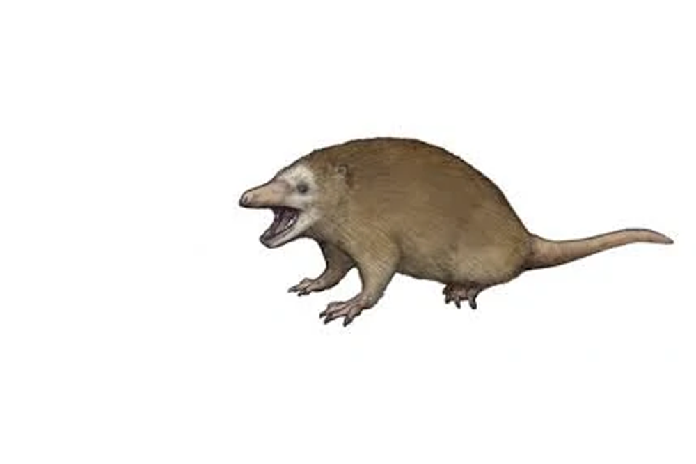 [Снова начинает кричать]