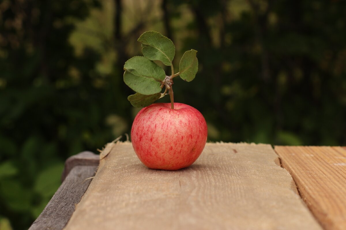 Omena (яблоко)