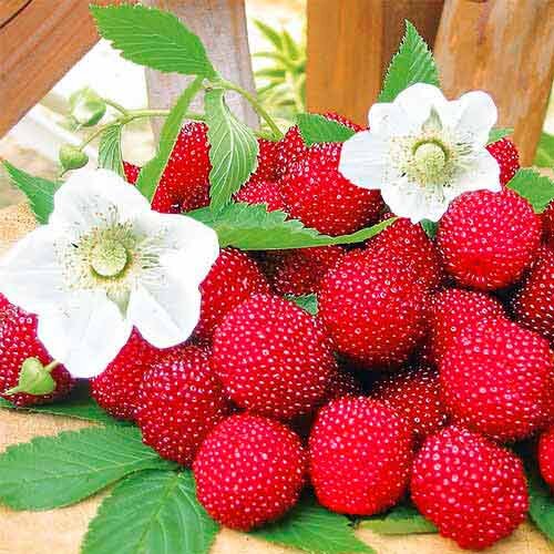 Фото: у земляничной малины на кустике одновременно можно увидеть и цветы и ягоды