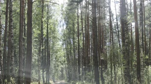 Зашли в лес и сразу набрали два ведра грибов на одном месте