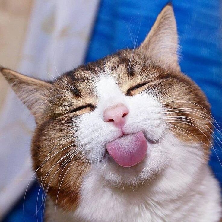 Смешные кошки | Хорошее настроение! | Дзен