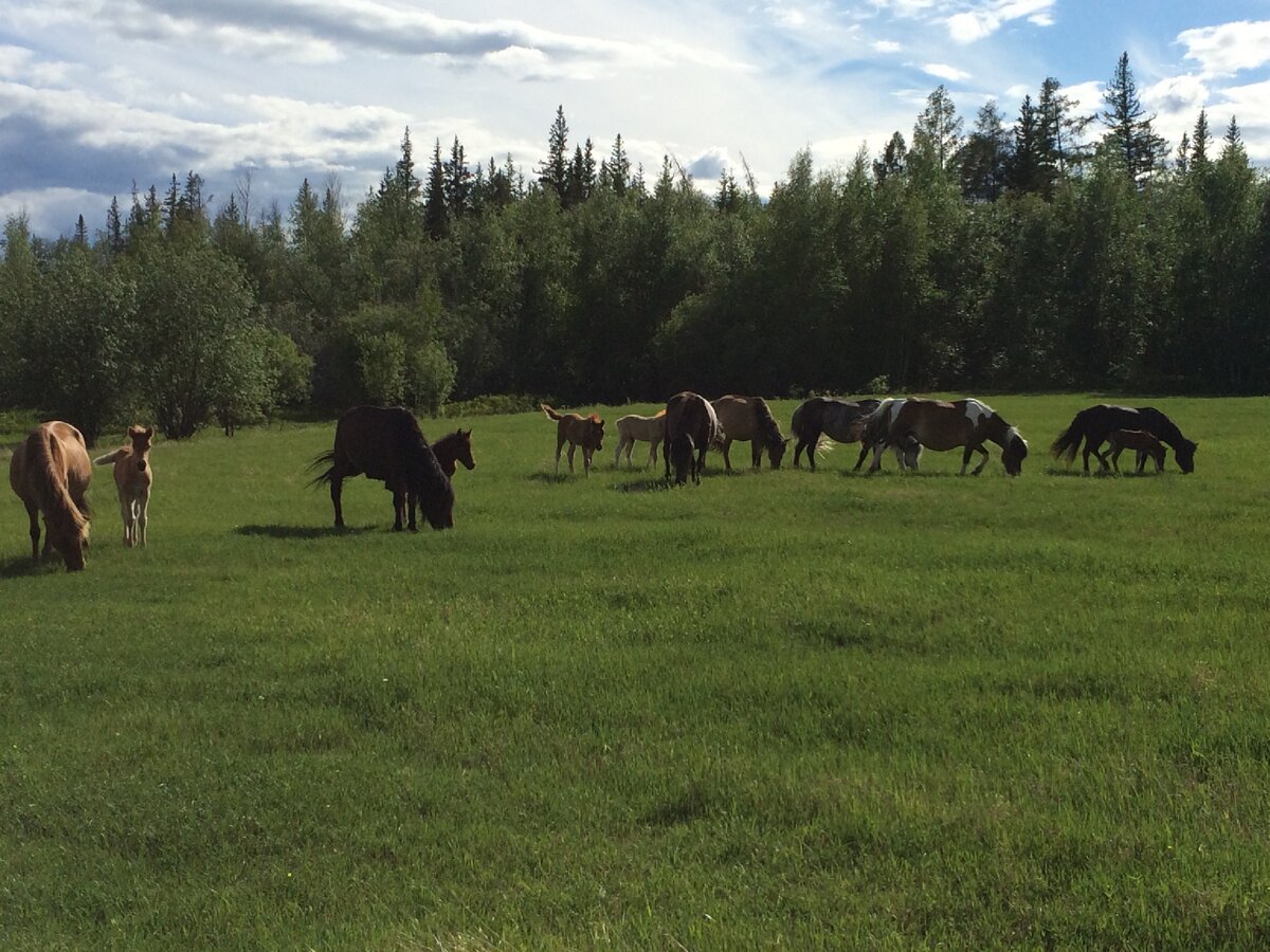 Якутская порода лошадей, они меньше чем обычные лошади и зимой имеют более густую шерсть 