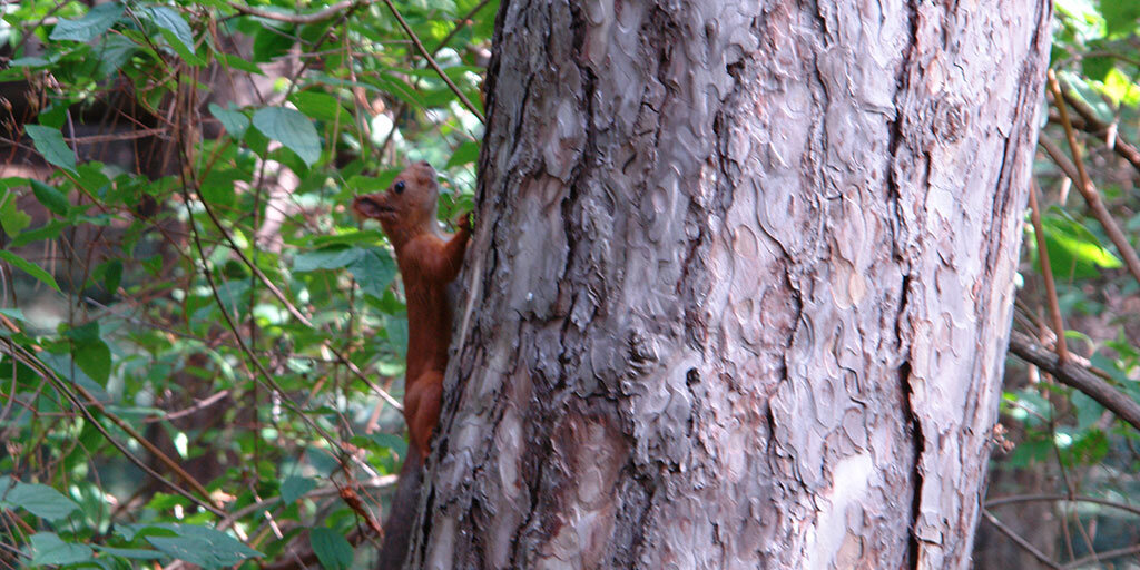 Белочка в парке Симеиза