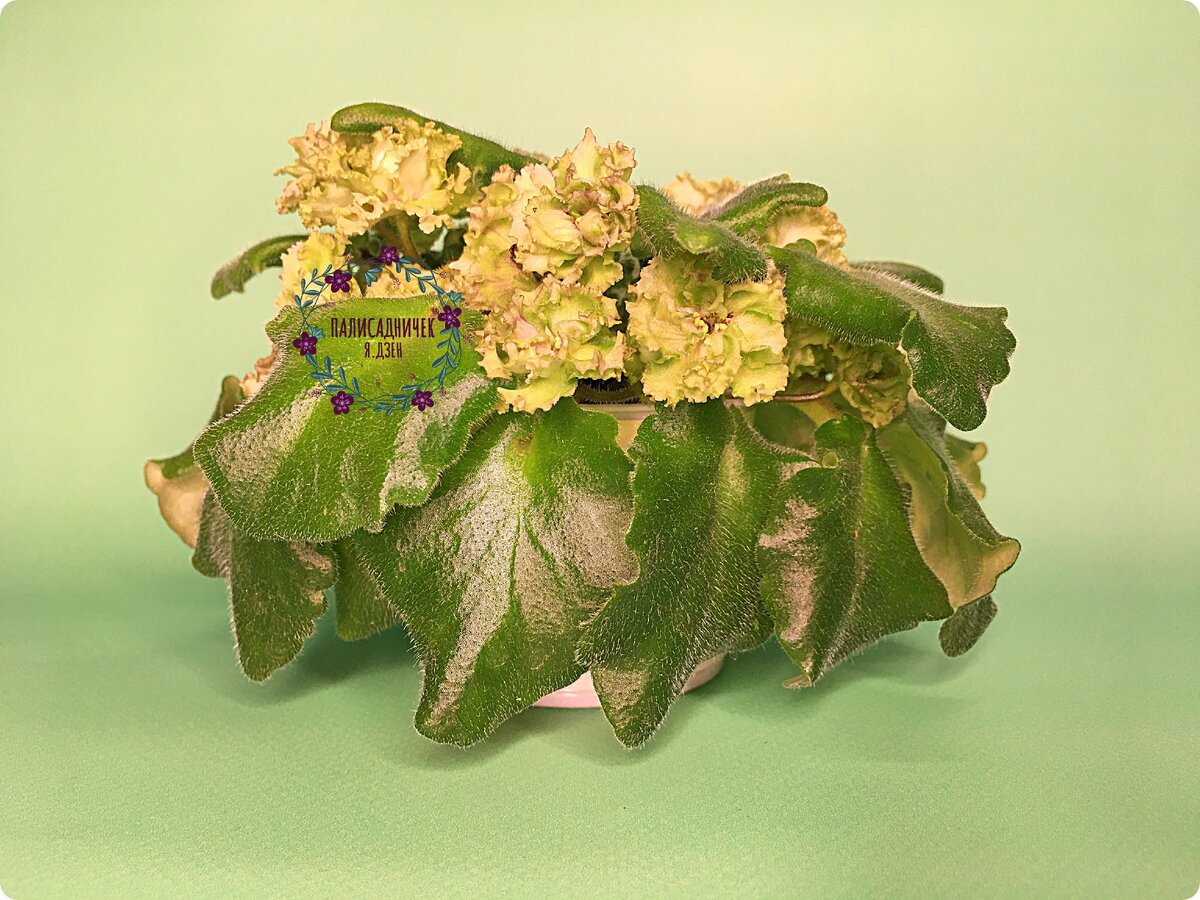 Вот она! Прошу любить и жаловать :)