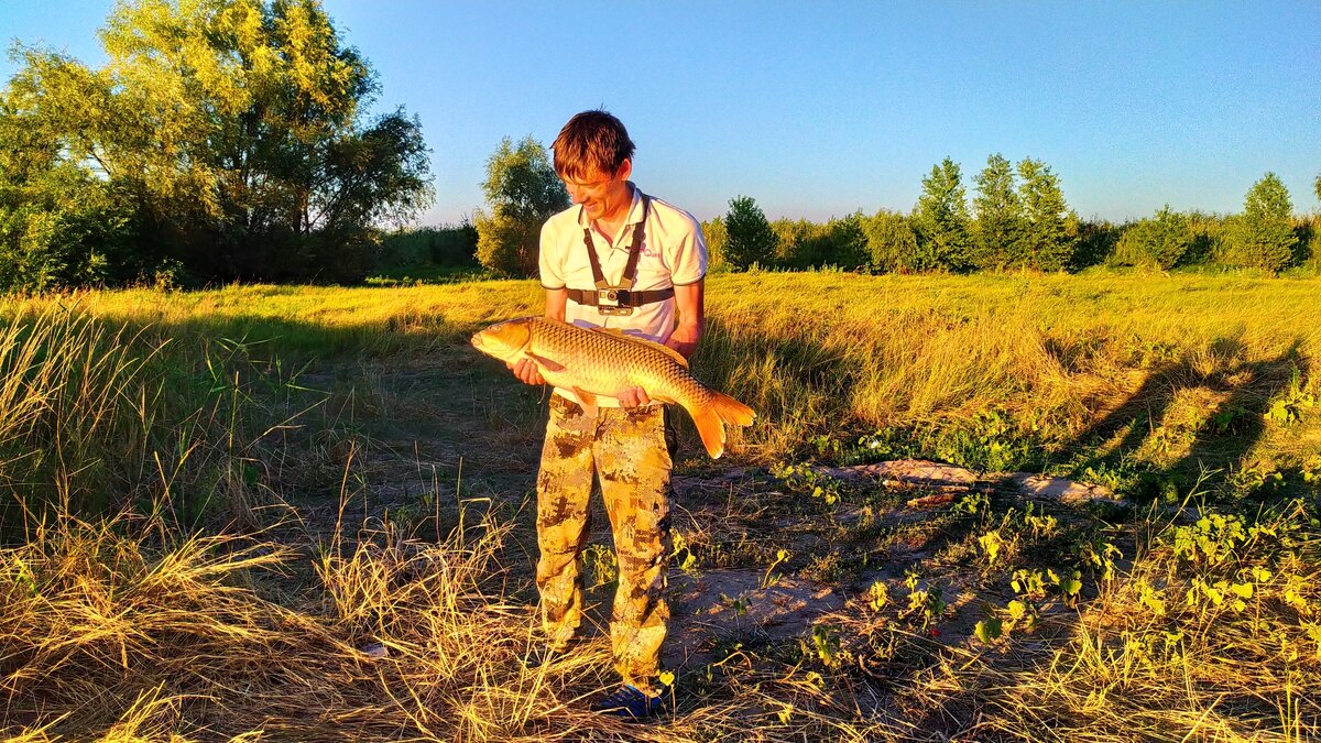Ахтубинский красавец. Мой самый большой сазан (на данный момент)