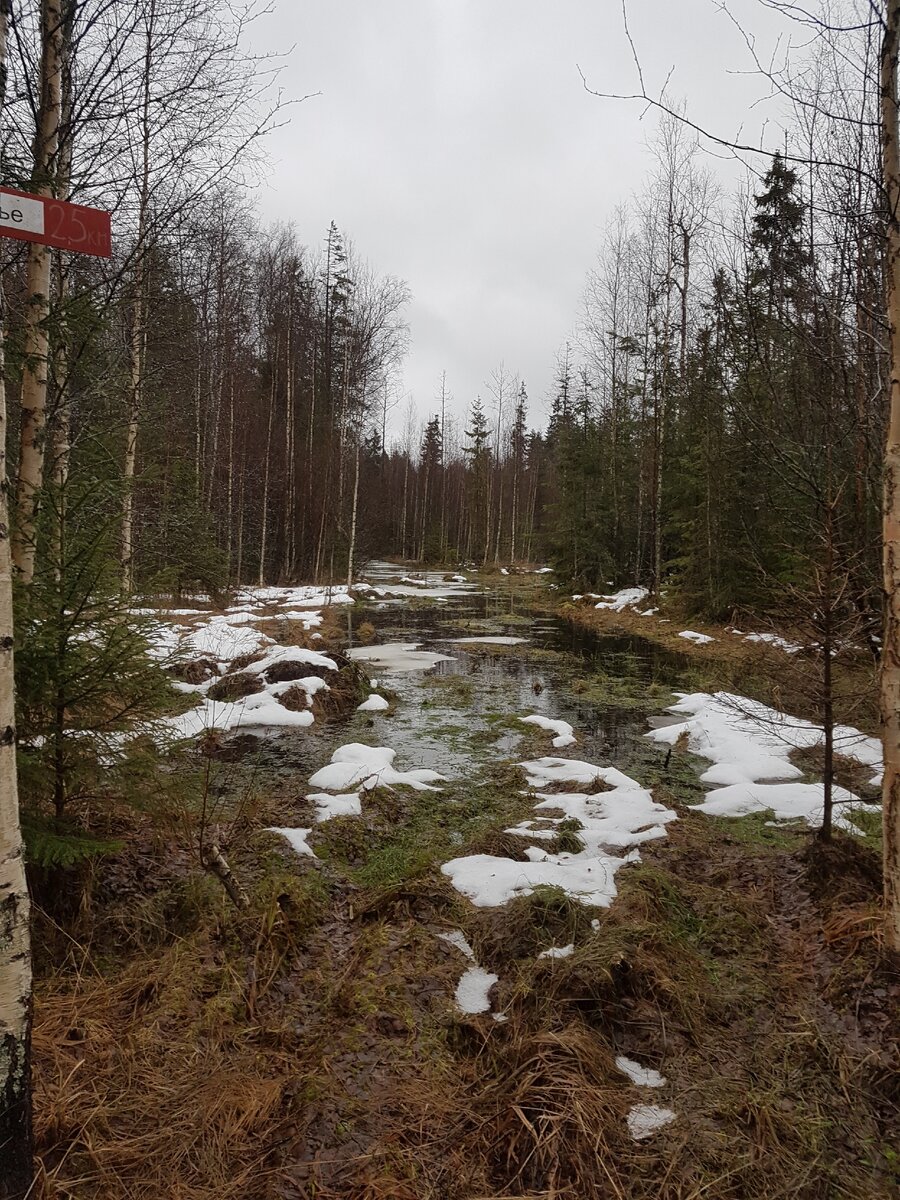 Ноябрьские стрелки