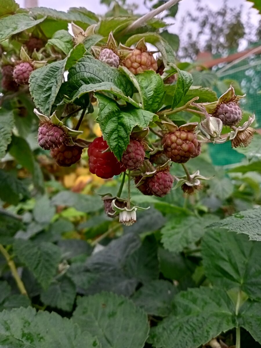 Малина 14 сентября