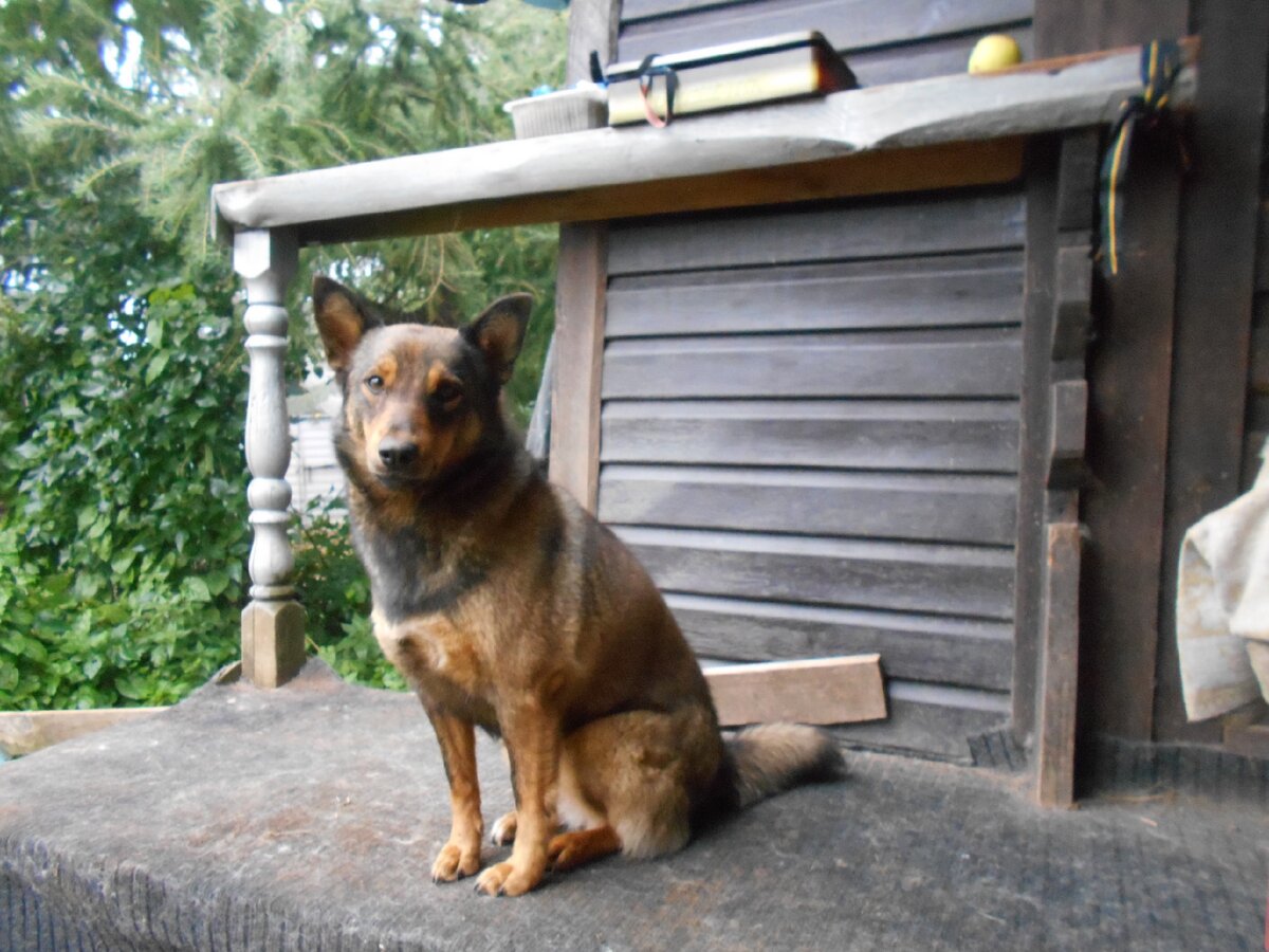 Дина - дворянской породы