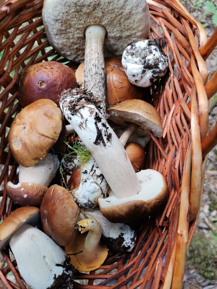 Последние осенние грибы