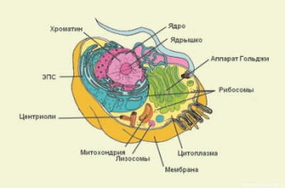 ЧЕЛОВЕК, КАК МИКРОКОСМ