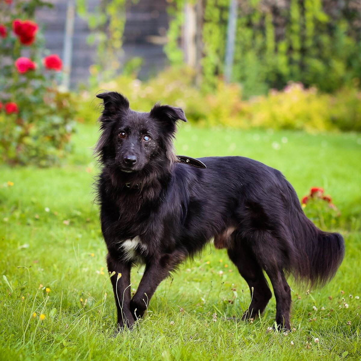 Красавец Черныш