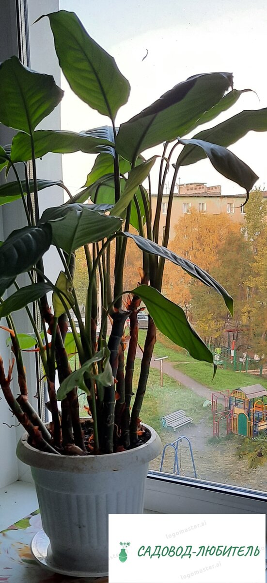 Аглаонема в соседнем подъезде.