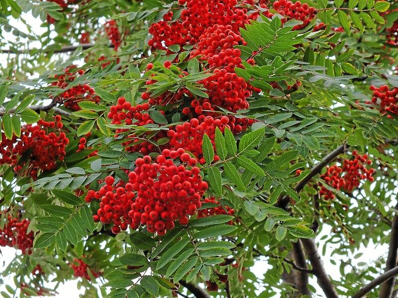 Картинка из интернета